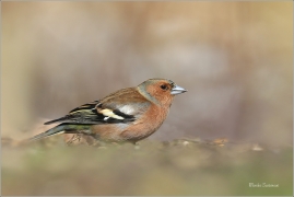 <p>PĚNKAVA OBECNÁ - sameček (Fringilla coelebs) ---- /Chaffinch - Buchfink/</p>